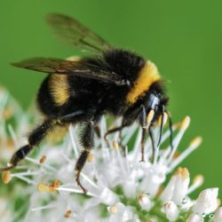 A Varied Life, bee-keeping
