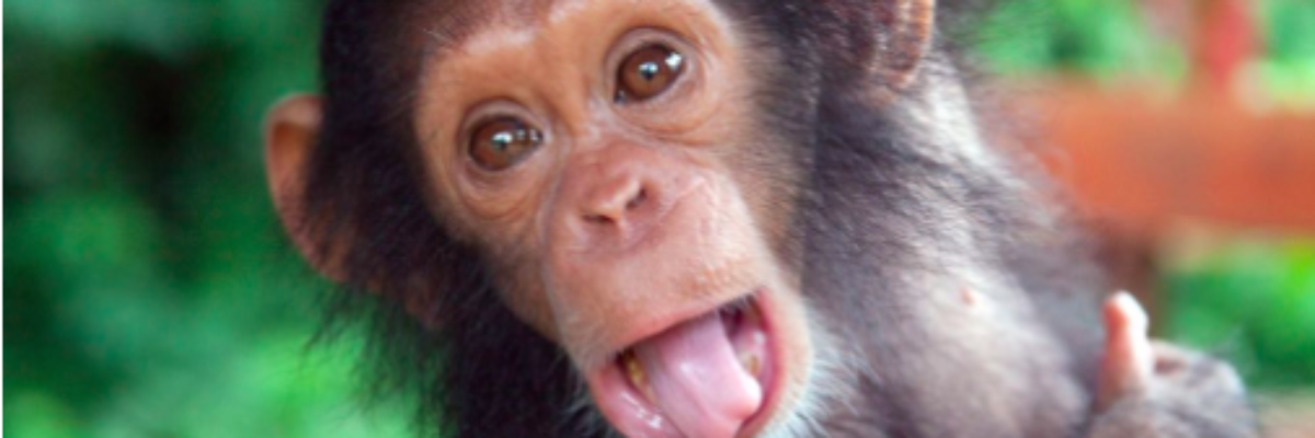 chimpanzees