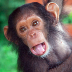 chimpanzees